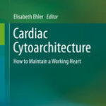 Cardiac Cytoarchitecture How to Maintain a Working Heart