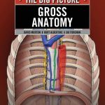 Gross Anatomy: The Big Picture