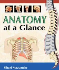 Anatomy at a Glance