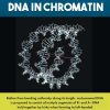 Organization of DNA in Chromatin