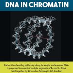 Organization of DNA in Chromatin