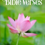 Adult Picture Book of Bible Verses With Beautiful Nature Photos