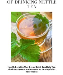 THE HEALTH BENEFITS OF DRINKING NETTLE TEA