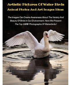 Artistic Pictures of Water Birds with Descriptive Text - Animal Photos and Art Images Ideas - HD Colorful Book