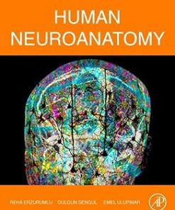 Human Neuroanatomy