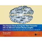 The Human Brain during the Third Trimester 310 to 350mm Crown Rump Lengths Atlas of Central Nervous System Development Volume 13