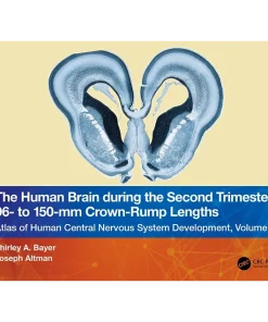 The Human Brain during the Second Trimester 96– to 150–mm Crown-Rump Lengths