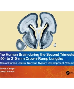 The Human Brain during the Second Trimester 190– to 210–mm Crown-Rump Lengths