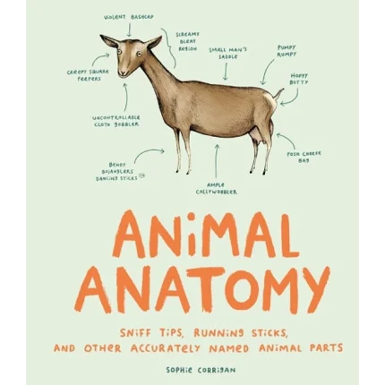Animal Anatomy