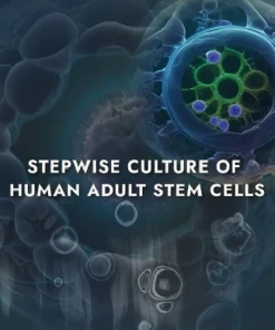 Stepwise Culture of Human Adult Stem Cells