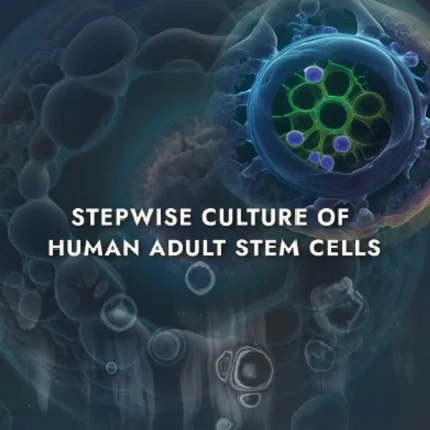 Stepwise Culture of Human Adult Stem Cells