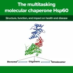 The multitasking molecular chaperone Hsp60