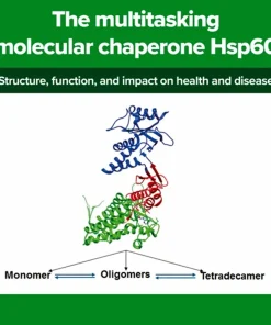 The multitasking molecular chaperone Hsp60