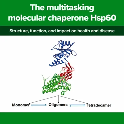 The multitasking molecular chaperone Hsp60