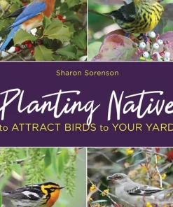 Planting Native to Attract Birds to Your Yard