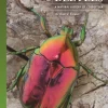 The Lives of Beetles A Natural History of Coleoptera