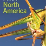 Insects of North America