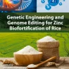 Genetic Engineering and Genome Editing for Zinc Biofortification of Rice