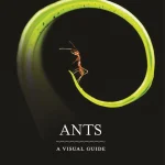 Ants A Visual Guide