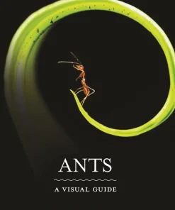 Ants A Visual Guide