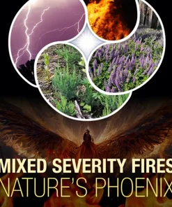 Mixed Severity Fires Nature's Phoenix