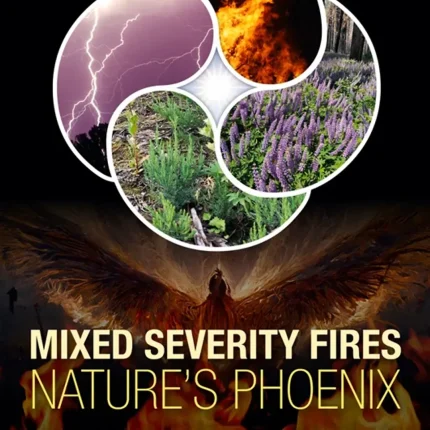 Mixed Severity Fires Nature's Phoenix