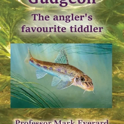 Gudgeon The angler's favourite tiddler
