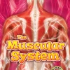 Bellwether Media The Muscular System