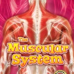 Bellwether Media The Muscular System