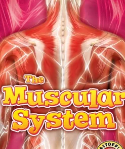 Bellwether Media The Muscular System