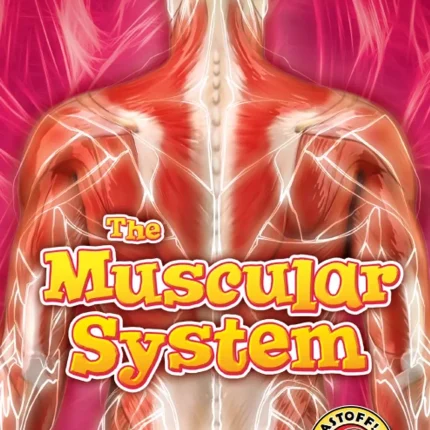 Bellwether Media The Muscular System