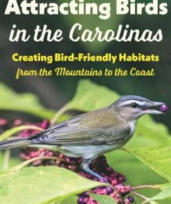 Attracting Birds in the Carolinas