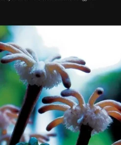 The Evolution of Plant Form 45