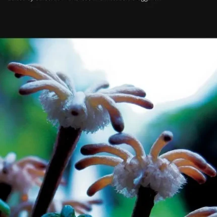 The Evolution of Plant Form 45