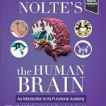 Nolte's the Human Brain An Introduction to Its Functional Anatomy
